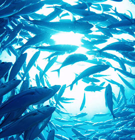 Aqua Products